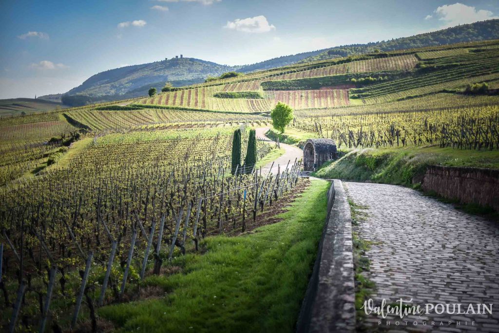 Domaine viticole Hebinger - parcelle vignoble