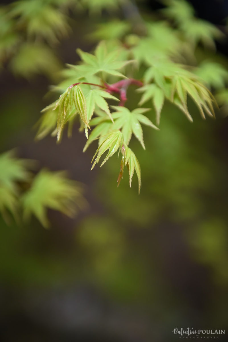 JAPON Tokyo Kyoto - Valentine Poulain feuille