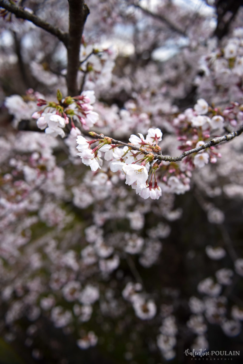 Shooting mariée Japon - Valentine Poulain cerisiers